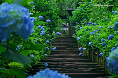 雨中的背影采集到那些花儿