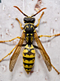 Insectos son mi pasión, yo conozco mucho sobre insectos porque son necesarios a vida en Tierra