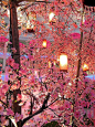 Cherry Blossom Lanterns: 