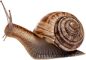 蜗牛21