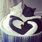 黑猫,瞌睡,白猫 #喵星人#