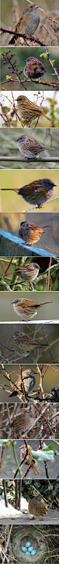 老阿姨在看着你【Hedge Sparrow】也被叫做“Dunnock”(棕色的小东西)，中文为“篱雀”(hedge古英语含义是“树篱”)看名字就能猜到这种13.5–14 cm左右，鸟蛋颜色非常漂亮的肥啾喜欢在灌木丛中蹦来跳去。而且出于自身保护的目的，经常会在荆棘丛中休息，所以被人戏称为"荆棘鸟"....不对，翻译做“荆棘肥啾”更合适...