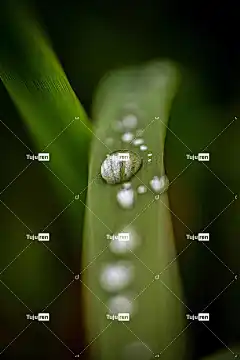 草 降低 户外的 花朵 水 花卉背景 雨 森林 花壁纸