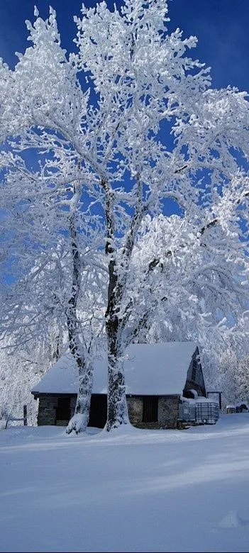 Beautiful snow!-花瓣网