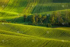 春天的摩拉维亚田野,Moravian fields in spring