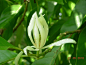 厄瓜多尔国花——白兰花
