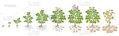 Crop stages of potatoes plant. Growing spud plants