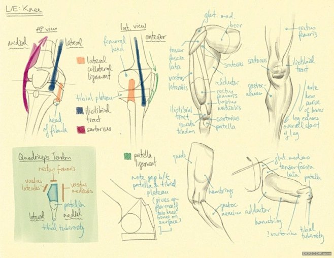 百家人体结构画法 之 腿部-大腿动作 [...