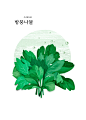 香芹叶 可口青菜 手绘植物 美食插图插画设计PSD ti332a3508
