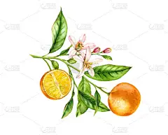橘子果枝与花。逼真的植物水彩插图与半片柑橘，手绘孤立的花卉设计在白色食品标签