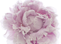 Quadriga - Bruno Ripoche - Flowers : Quadriga - Bruno Ripoche - Flowers