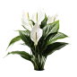 Peace Lily- Spathiphyllum Wallisii- -5 拷贝