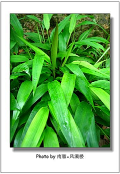 茉莉li采集到花草科