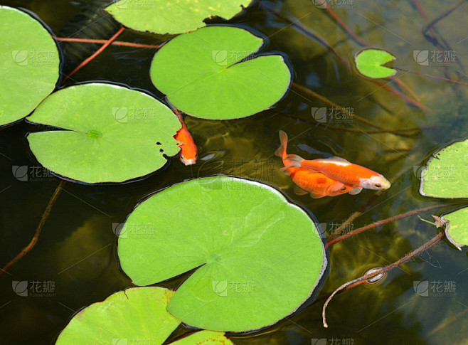 金鱼,户外,自然,三只动物,池塘,平衡折...