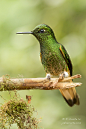 Photograph Buff-tailed Coronet by J. Uriarte on 500px