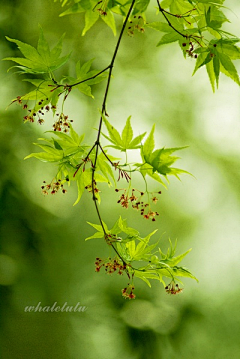 黛雨幽兰采集到唯美*梦幻