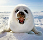 baby seal :) | AnimalsⅠ(>'')(''<)