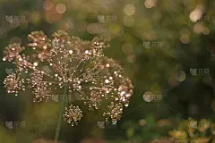 Anethum。闪亮的树枝。美丽的黄色花与露珠的莳萝与柔和的绿色自然背景。家庭伞形科。壁纸、豪华性质