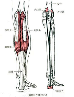 女丑尸采集到人物形象/骨骼