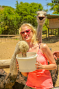 Woman feeding Ostriches