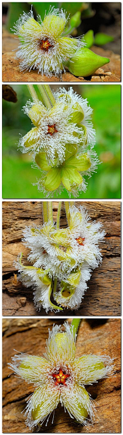 你介我介介采集到植物