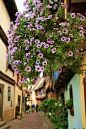 法国最美小镇Eguisheim