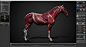 马骨骼肌肉解剖模型 HORSE ECORCHE 3D Models