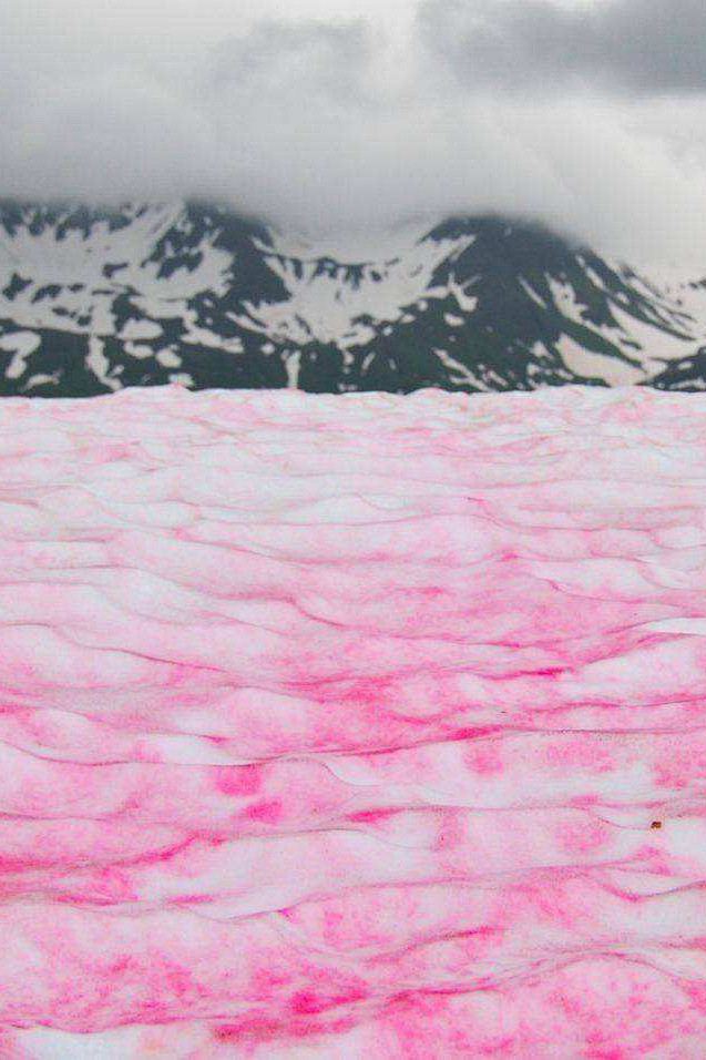南极-极地雪藻：极地雪藻（Chlamyd...
