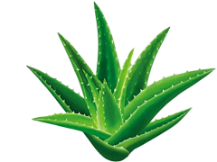 蓝色知更鸟3469采集到【素材】植物素材