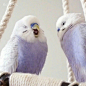 两只浅紫配色的虎皮鹦鹉，一定是香芋味的吧，让人看了想要咬上一口

(ins:_akipooh_) ​​​​