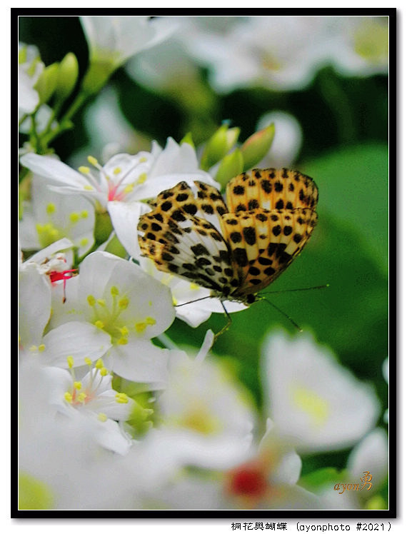 花与蝴蝶的搜索结果_百度图片搜索