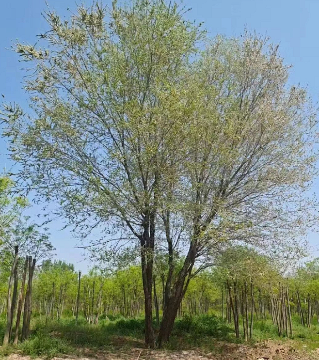 丛生榆树