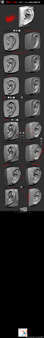ZBrush耳朵雕刻视频解析（录音版）&步骤解析图&参考图