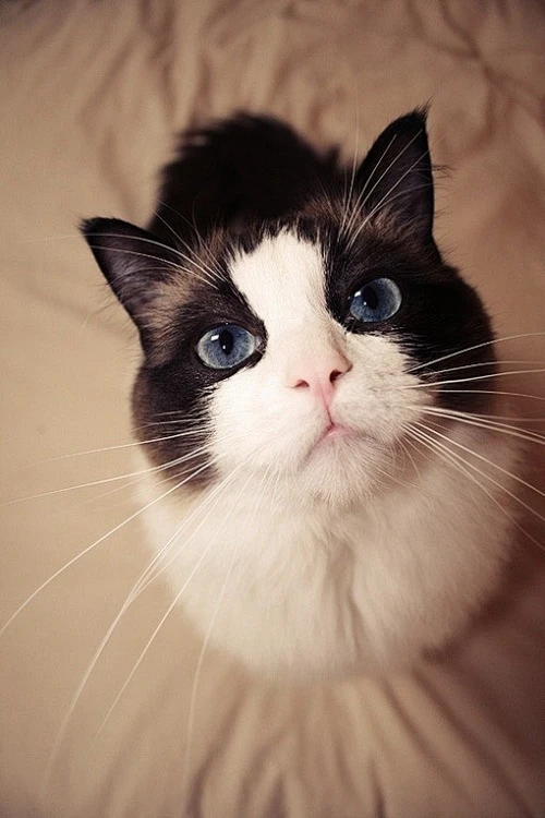 听说抬头就没有双下巴~ #花瓣萌宠#