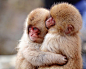 猴子的拥抱
