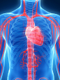 人体心脏血管模型图片