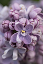 紫丁香, 花, 自然, 春天, 衬套, 露, 滴, 紫色的, 盛开, 葡萄