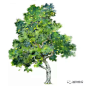 台湾相思 Acacia confusa