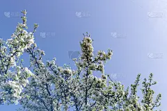 苹果树开花了