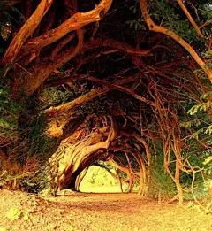 英国威尔士的紫杉树隧道，是当地最著名的旅游胜地之一。不管你相信与否，工作人员用了整整9年时间才让这条树隧道拥有今天的面貌。值得一提的是，阿伯格拉斯尼宅邸也座落在威尔士。这座宅邸的花园是英国最美丽的花园之一。 #路#