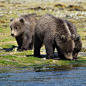 Jennifer Culbertson on Instagram: “I became very familiar with this trio of brown bear cubs of the year. Though their mother was old enough to be experienced raising cubs…”