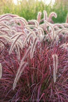 Fireworks Variegated...