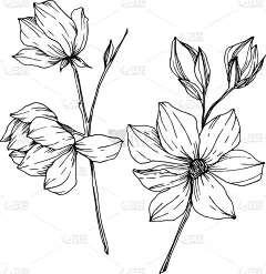 玉兰类,植物学,黑色,壁纸,植物群,春天,乡村风格,花,剪影