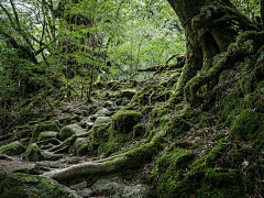 子婳婳婳婳采集到野外参考