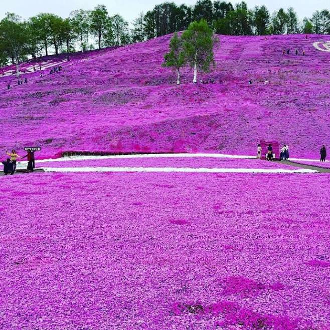東藻琴芝桜公園 景观设计欣赏 #设计创意...