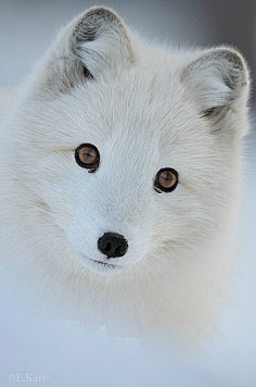可呆萌可高冷的北极狐