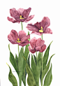 Purple Parrot Tulips Original Watercolor