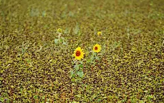 成双成对的花儿-高清植物主题壁纸桌面二_痞客 PPPPIC.com - 壁纸桌面 设计欣赏 素材下载