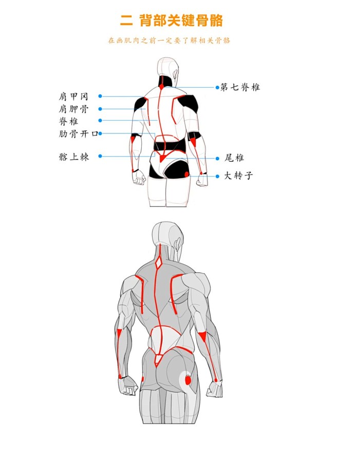 背部结构和背部肌肉画法__3_大木画画工作室_来自小红书网页版