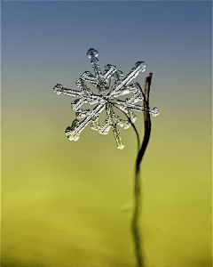 无语的境界采集到雪花的美